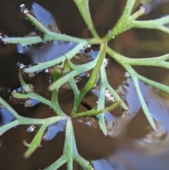 Ranunculus inundatus at Currawang, NSW - suppressed