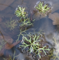 Ranunculus inundatus at Currawang, NSW - suppressed