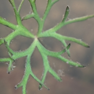 Ranunculus inundatus at Currawang, NSW - suppressed