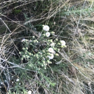 Erigeron sp. at Griffith, ACT - 20 Feb 2021