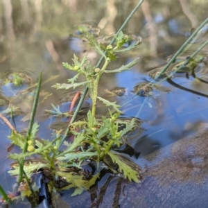 Centipeda cunninghamii at Currawang, NSW - 14 Feb 2021