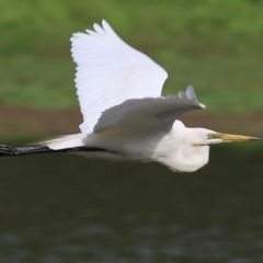 Ardea alba (Great Egret) at Albury - 20 Feb 2021 by KylieWaldon