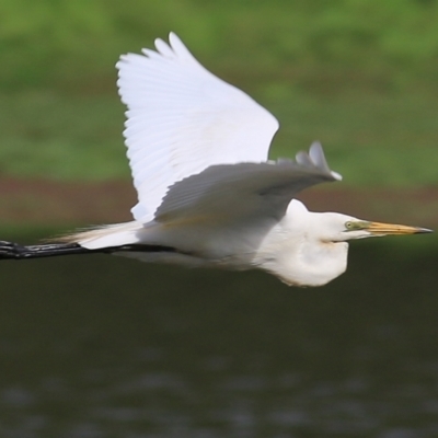 Ardea alba (Great Egret) at Albury - 19 Feb 2021 by Kyliegw