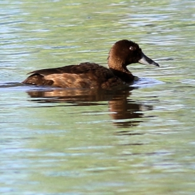 Aythya australis (Hardhead) at Wonga Wetlands - 19 Feb 2021 by Kyliegw