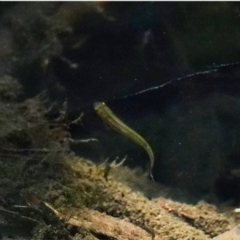 Galaxias olidus at Cotter River, ACT - 20 Feb 2021 05:19 PM