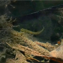 Galaxias olidus at Cotter River, ACT - 20 Feb 2021 05:19 PM