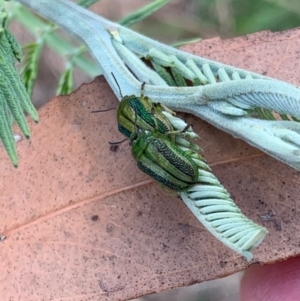 Calomela vittata at Murrumbateman, NSW - 20 Feb 2021