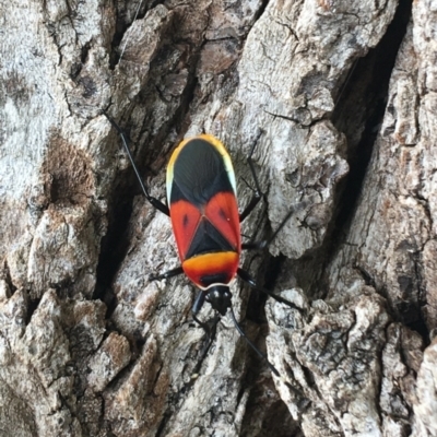 Dindymus versicolor (Harlequin Bug) at Tharwa, ACT - 18 Feb 2021 by NedJohnston