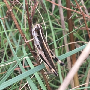 Macrotona australis at Tharwa, ACT - 18 Feb 2021