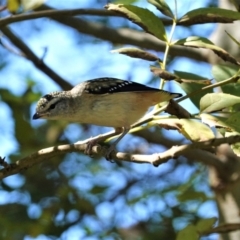 Pardalotus punctatus (Spotted Pardalote) at Deakin, ACT - 20 Feb 2021 by JackyF