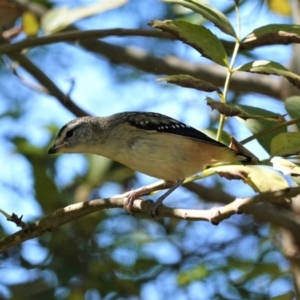 Pardalotus punctatus at Deakin, ACT - 20 Feb 2021 11:45 AM