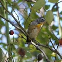 Pardalotus punctatus at Deakin, ACT - 20 Feb 2021