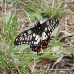 Papilio anactus (Dainty Swallowtail) at Hughes, ACT - 18 Feb 2021 by JackyF