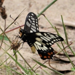 Papilio anactus at Hughes, ACT - 18 Feb 2021