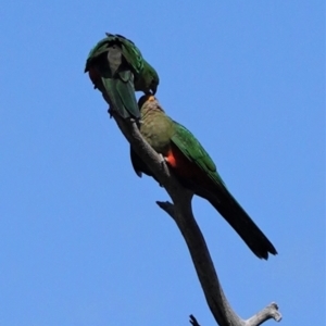 Alisterus scapularis at Deakin, ACT - 15 Feb 2021