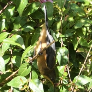 Acanthorhynchus tenuirostris at Hughes, ACT - 13 Feb 2021