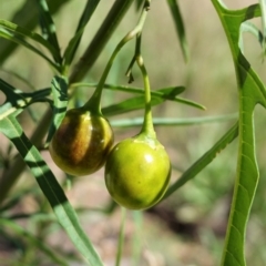 Solanum linearifolium (Kangaroo Apple) at Hughes, ACT - 20 Feb 2021 by JackyF