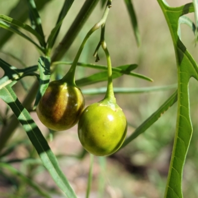Solanum linearifolium (Kangaroo Apple) at Hughes, ACT - 20 Feb 2021 by JackyF