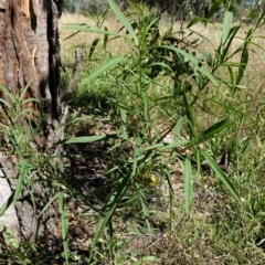 Solanum linearifolium at Hughes, ACT - 20 Feb 2021 11:25 AM