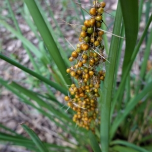 Lomandra longifolia at Deakin, ACT - 20 Feb 2021