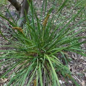 Lomandra longifolia at Deakin, ACT - 20 Feb 2021