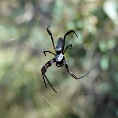 Trichonephila edulis (Golden orb weaver) at Deakin, ACT - 20 Feb 2021 by JackyF