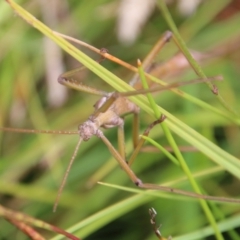 Podacanthus viridiroseus (Red-winged stick insect) at Mongarlowe River - 19 Feb 2021 by LisaH
