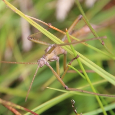 Podacanthus viridiroseus (Red-winged stick insect) at Mongarlowe, NSW - 19 Feb 2021 by LisaH