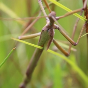 Podacanthus viridiroseus at suppressed - 19 Feb 2021