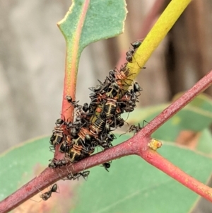 Eurymeloides pulchra at Hughes, ACT - 17 Feb 2021 10:13 AM