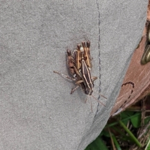 Phaulacridium vittatum at Hughes, ACT - 17 Feb 2021