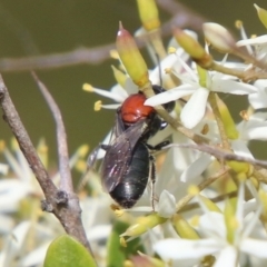 Lasioglossum (Callalictus) callomelittinum (Halictid bee) at Mongarlowe River - 19 Feb 2021 by LisaH