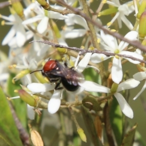 Lasioglossum (Callalictus) callomelittinum at QPRC LGA - suppressed