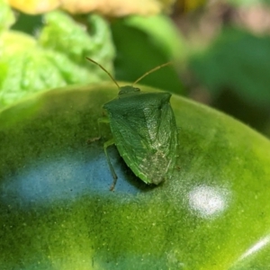 Nezara viridula at Hughes, ACT - 14 Feb 2021 04:45 PM