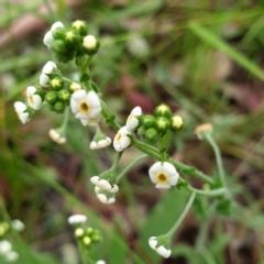 Hackelia suaveolens (Sweet Hounds Tongue) at Mount Painter - 29 Nov 2020 by drakes