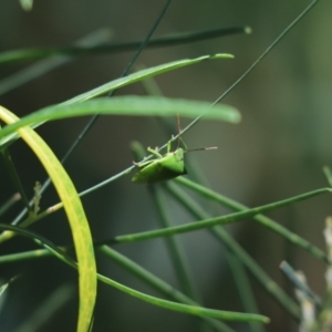 Nezara viridula at Cook, ACT - 20 Feb 2021 09:52 AM