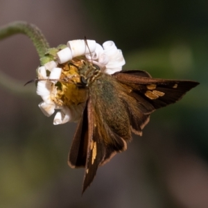 Timoconia flammeata at Cotter River, ACT - 20 Feb 2021