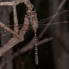 Austroaeschna inermis (Whitewater Darner) at Bimberi Nature Reserve - 20 Feb 2021 by rawshorty