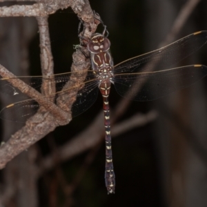 Austroaeschna inermis at Cotter River, ACT - 20 Feb 2021