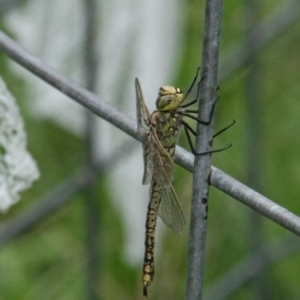 Anax papuensis at Murrumbateman, NSW - 19 Feb 2021