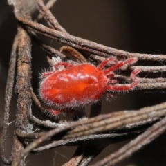 Trombidiidae (family) (Red velvet mite) at Downer, ACT - 19 Feb 2021 by TimL