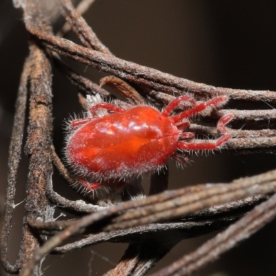 Trombidiidae (family) (Red velvet mite) at ANBG - 19 Feb 2021 by TimL