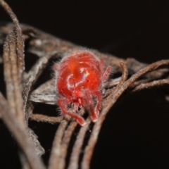 Trombidiidae (family) at Downer, ACT - 19 Feb 2021