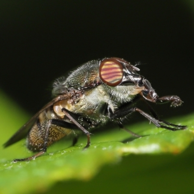 Stomorhina sp. (genus) (Snout fly) at Acton, ACT - 19 Feb 2021 by TimL