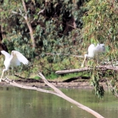 Platalea flavipes (Yellow-billed Spoonbill) at Albury - 19 Feb 2021 by Kyliegw