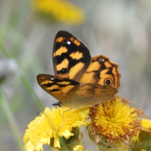 Heteronympha solandri at Cotter River, ACT - 20 Feb 2021