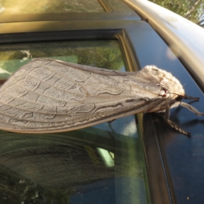 Abantiades (genus) (A Swift or Ghost moth) at Bimberi Nature Reserve - 20 Feb 2021 by Christine