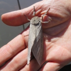 Abantiades (genus) at Brindabella, ACT - 20 Feb 2021