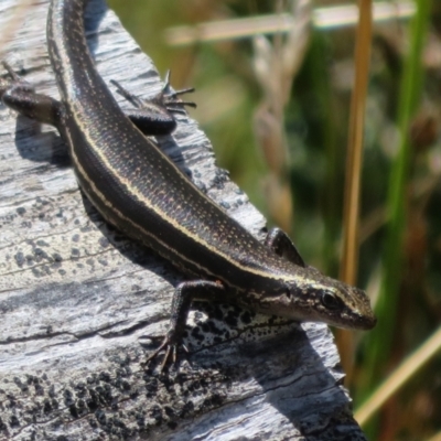 Pseudemoia spenceri (Spencer's Skink) at Cotter River, ACT - 20 Feb 2021 by Christine