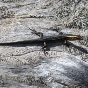 Pseudemoia spenceri at Cotter River, ACT - 20 Feb 2021